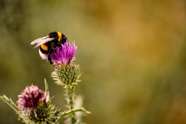 Nahaufnahme der Bestäubung durch Bienen auf einer lila Blüte