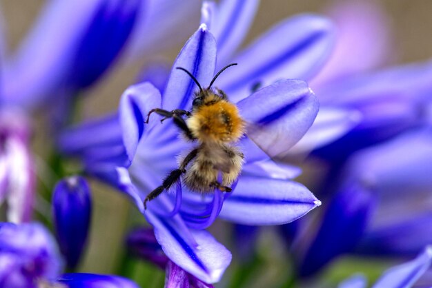 Foto nahaufnahme der bestäubung durch bienen auf einer lila blüte