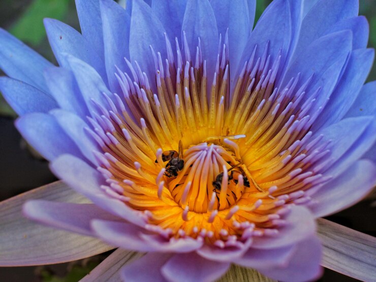 Foto nahaufnahme der bestäubung durch bienen auf einer lila blüte