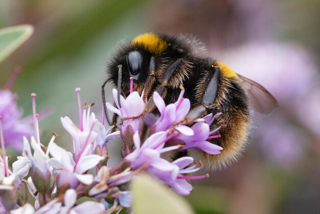 Nahaufnahme der Bestäubung durch Bienen auf einer lila Blüte