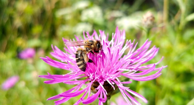 Foto nahaufnahme der bestäubung durch bienen auf einer rosa blume