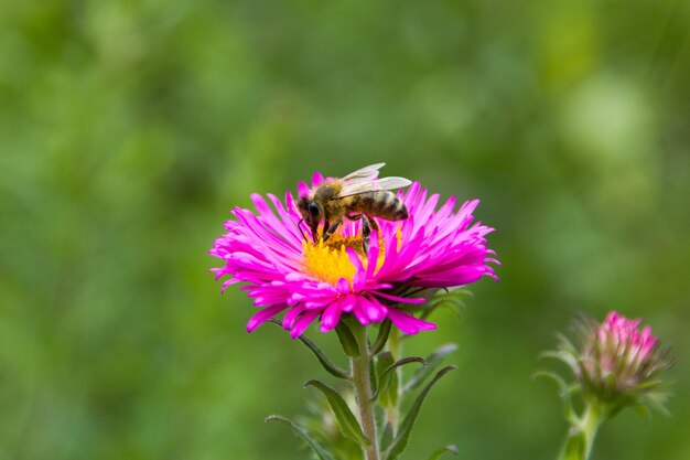 Foto nahaufnahme der bestäubung von bienen auf einer rosa blume.