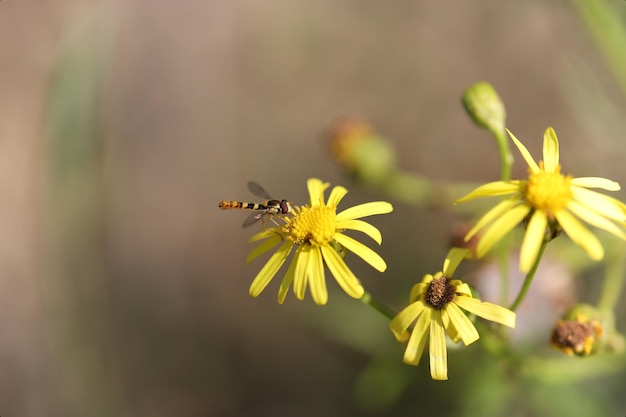 Nahaufnahme der Biene auf Blume mit verschwommenem Hintergrund.