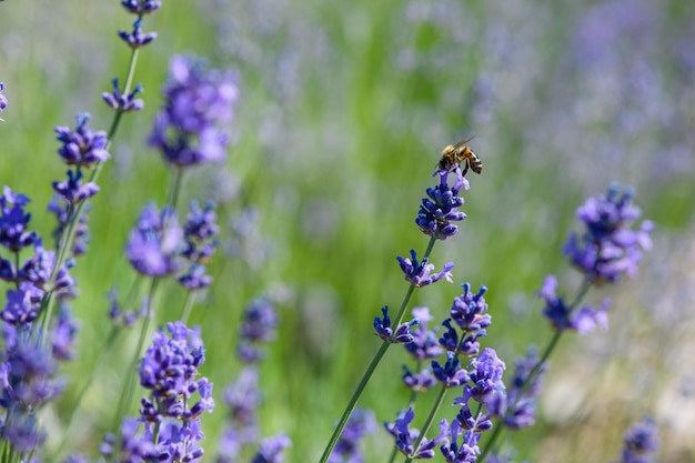 Nahaufnahme der Biene auf schönem Lavendel, der an einem sonnigen Tag mit weichem Hintergrundbokeh blüht