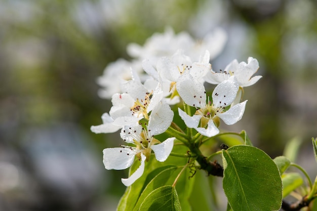 Nahaufnahme der Birnenblüte auf Birnenbaum