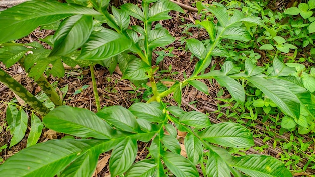 Nahaufnahme der Blätter der grünen Pflanze Porang oder Amorphophallus muelleri