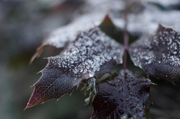 Nahaufnahme der Blätter im Winter mit gefrorenen Wassertropfen Kaltes Konzept