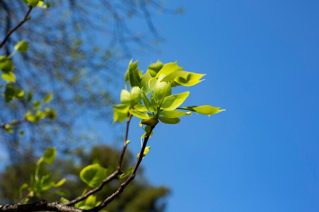 Nahaufnahme der Blätter von Liriodendron Tulipifera, bekannt als Tulpenbaum Amerikanischer Tulpenbaum Tulipw ...