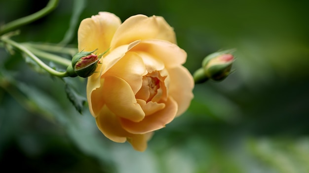 Nahaufnahme der blassen gelben Rose, die im Herbstgarten blüht