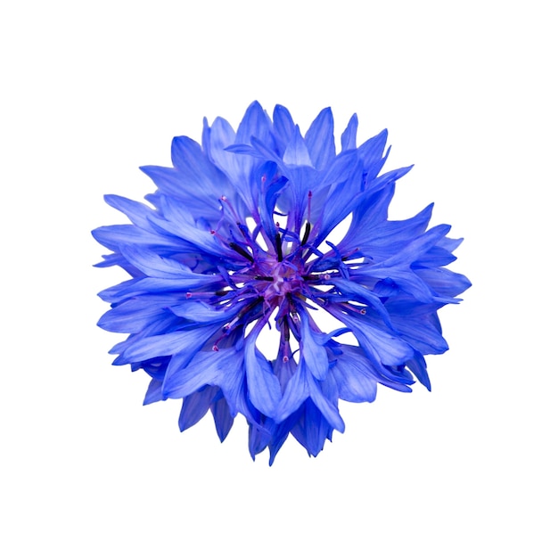 Nahaufnahme der blauen Kornblume Blume isoliert auf weißem Hintergrund. Blaue Kornblume-Kraut- oder Junggesellen-Knopfblume. Makrobild von Maisblumen.