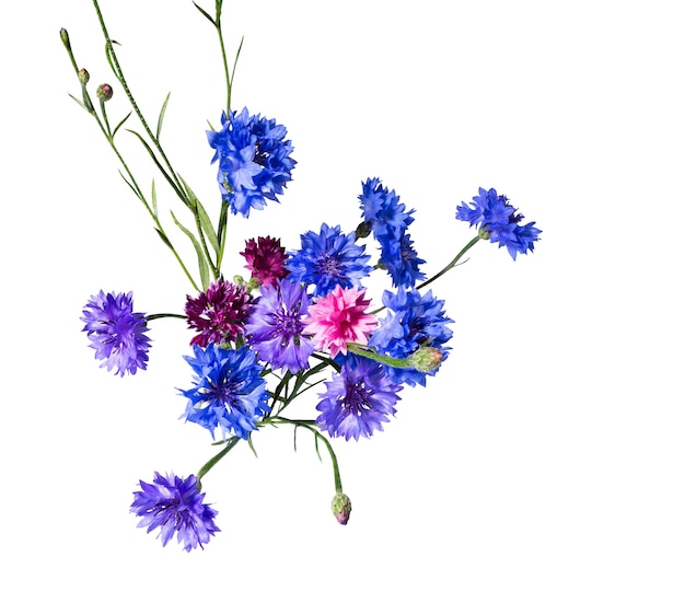 Nahaufnahme der blauen Kornblume Blume isoliert auf weißem Hintergrund. Blaue Kornblume-Kraut- oder Junggesellen-Knopfblume. Makrobild von Maisblumen.