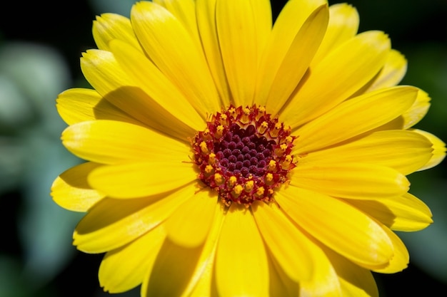 Nahaufnahme der blühenden Blume der lebendigen Farbe des Sommers im Dorfgarten. Makroblütenblumenfoto