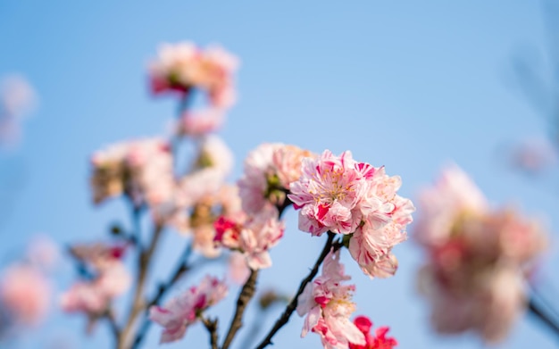 Nahaufnahme der blühenden Kirschblüte während der Frühlingssaison in Kathmandu Nepal