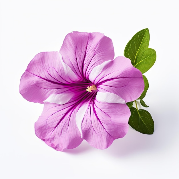 Nahaufnahme der blühenden Petunia hybrida-Blume isoliert auf weißem Hintergrund