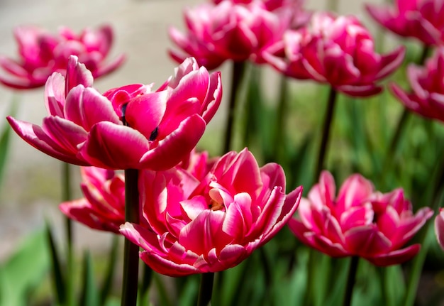 Nahaufnahme der blühenden roten Tulpen Tulip Blumen mit rosaroten Blüten bilden den Hintergrund eines Blumenarrangements