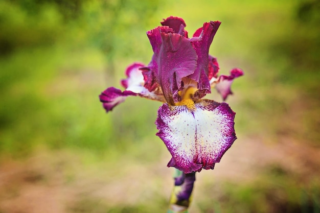 Nahaufnahme der blühenden violetten Iris sibirica Sibirische Iris mit kleiner Fliege vor natürlichem grünem und braunem Hintergrund Selektiver Fokus