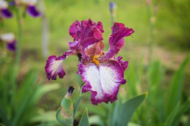 Nahaufnahme der blühenden violetten Iris sibirica Sibirische Iris mit kleiner Fliege vor natürlichem grünem und braunem Hintergrund Selektiver Fokus