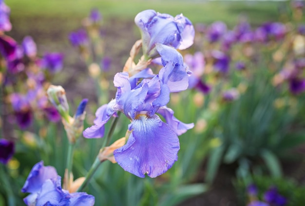 Nahaufnahme der blühenden violetten Iris sibirica Sibirische Iris mit kleiner Fliege vor natürlichem grünem und braunem Hintergrund Selektiver Fokus