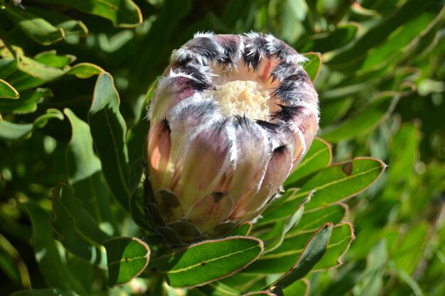 Foto nahaufnahme der blüte auf der pflanze