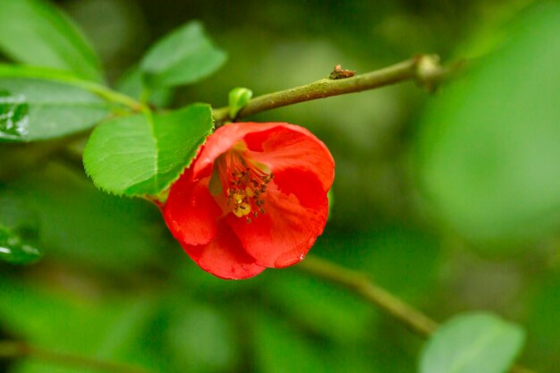 Nahaufnahme der Blüte der japanischen Quitte oder Chaenomeles japonica Baum rote Blumen auf einem Ast auf einem verschwommenen Hintergrund Frühling und Sommer Hintergrund