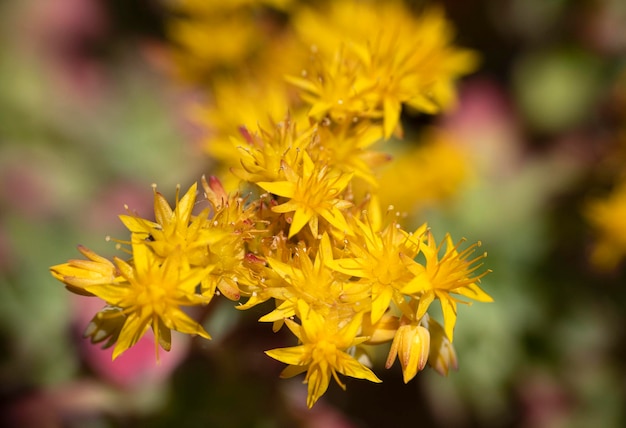 Nahaufnahme der Blüte von Sedum Palmeri