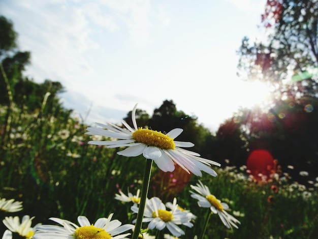 Nahaufnahme der Blüte