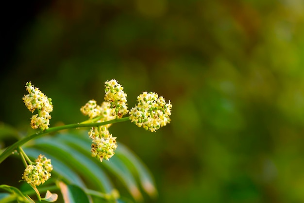 Nahaufnahme der Blüten der Kedondong-Ambarella oder der Junipflaume Spondias dulcis im flachen Fokus