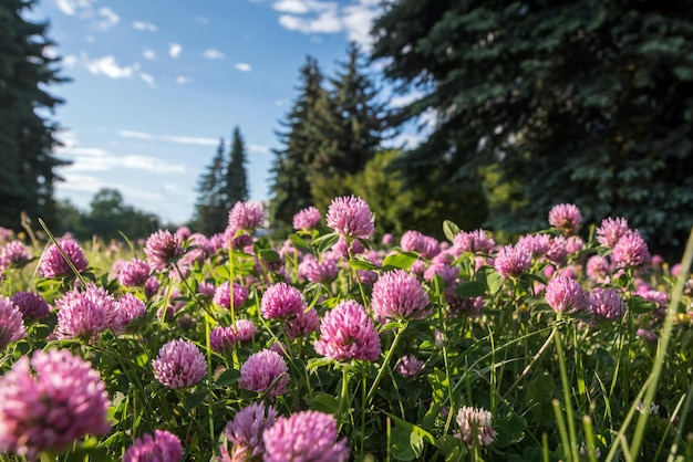 Nahaufnahme der Blüten des wilden Rotklees Trifolium pratense