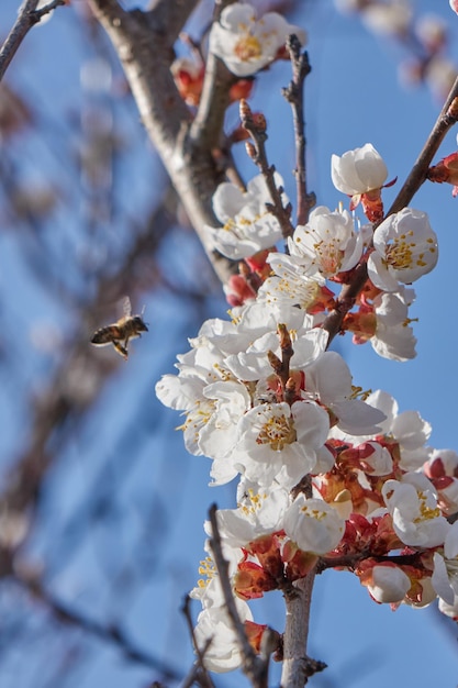 Foto nahaufnahme der blüten eines blühenden kirschbaums im sonnenlicht mit selektivem fokus gegen frühlingsblau