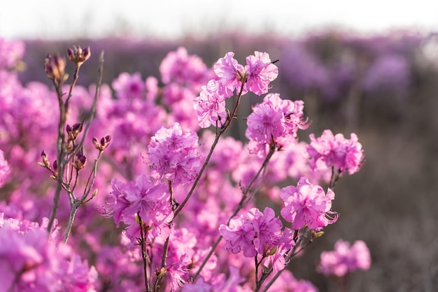 Nahaufnahme der Blüten von Rhododendron dauricum Volksnamen Rosmarin Maral Russland Wladiwostok