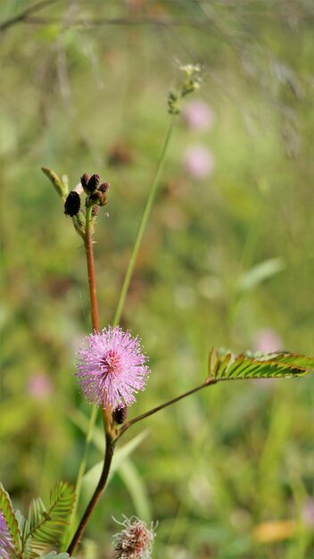 Nahaufnahme der Blume von Mimosa pudica Die empfindliche Pflanze schläfrige Pflanze mit grünem faltbarem Blätterhintergrund