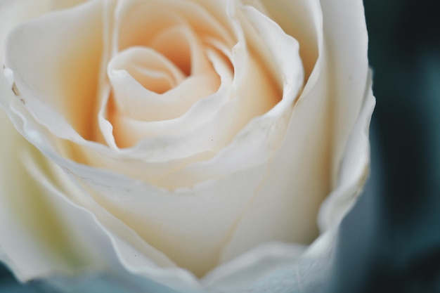 Nahaufnahme der Blume