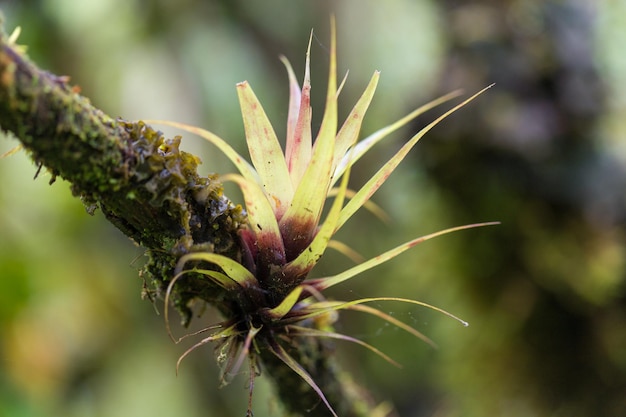 Nahaufnahme der Blume
