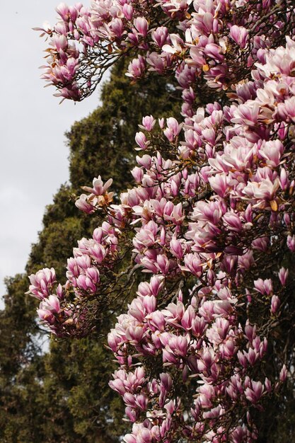 Nahaufnahme der Blumen eines chinesischen Magnolienbaums