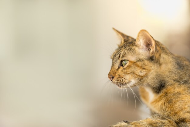 Nahaufnahme der braunen Katze des kurzen Haares, die zur linken Seite mit Kopienraum schaut. Verwendung als Hintergrund für Tiere und Wildtiere oder als Tapetenkonzept