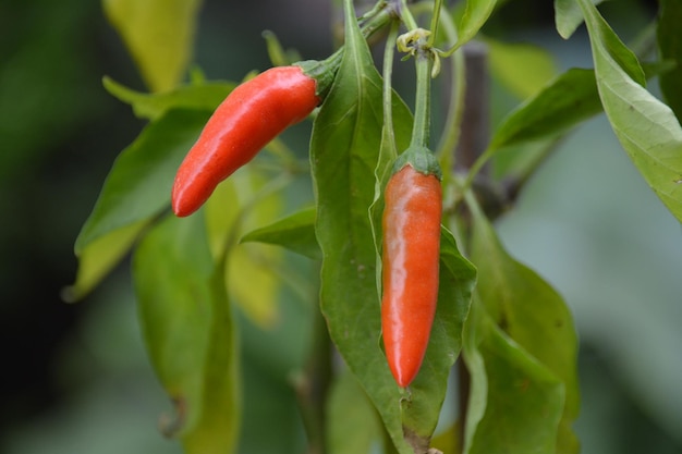 Nahaufnahme der Chili-Pflanze