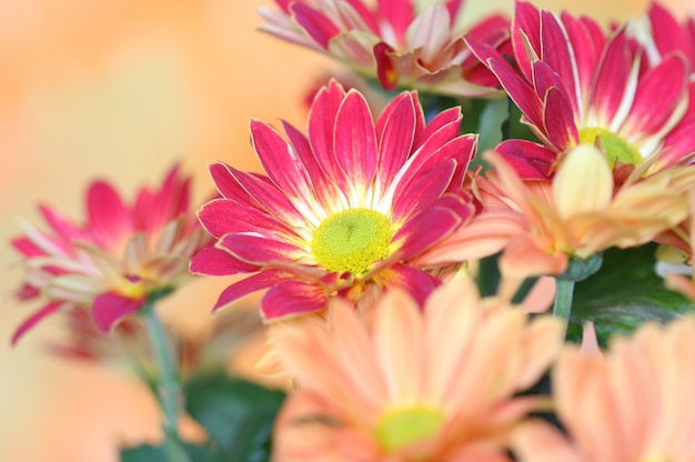 Nahaufnahme der Chrysanthemenblume