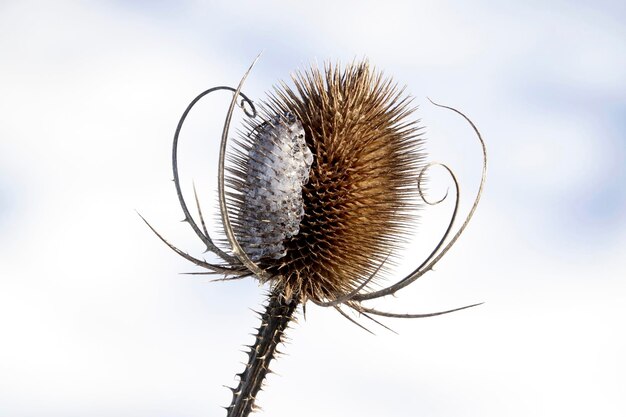 Foto nahaufnahme der distel auf der pflanze