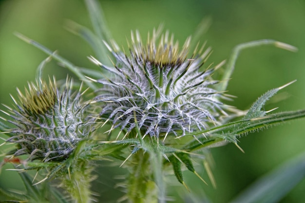 Foto nahaufnahme der distel auf der pflanze