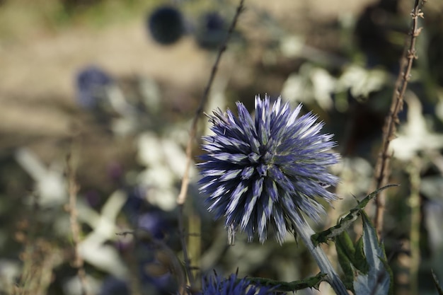 Foto nahaufnahme der distelblume