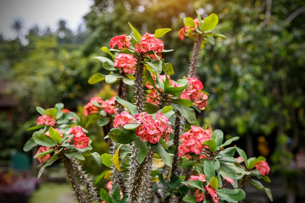 Nahaufnahme der Dornenkrone rote Blume.