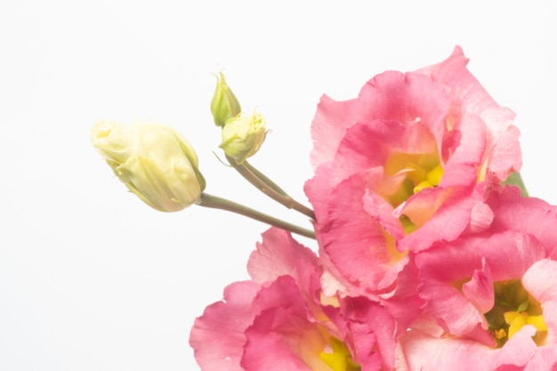 Foto nahaufnahme der dunkelrosa eustoma lokalisiert auf weißer oberfläche.