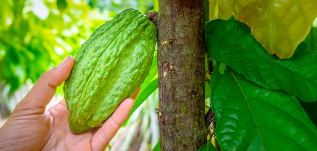 Nahaufnahme der Ernte von rohen Kakaoschoten in den Händen Grüne Kakaofrucht mit den Händen des Landwirts
