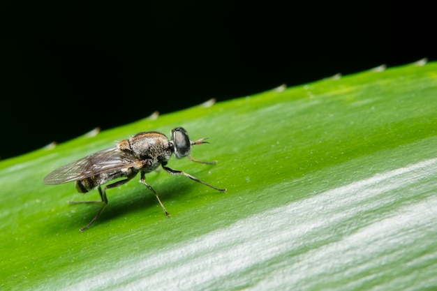 Nahaufnahme der Fliege auf Blatt