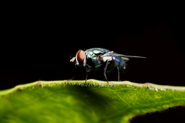 Nahaufnahme der Fliege auf Blatt