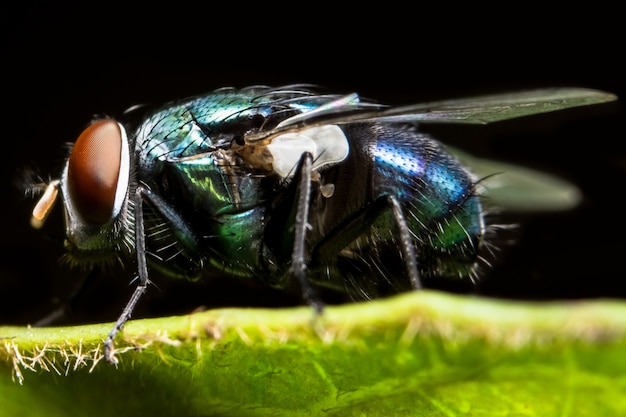 Nahaufnahme der Fliege auf Blatt