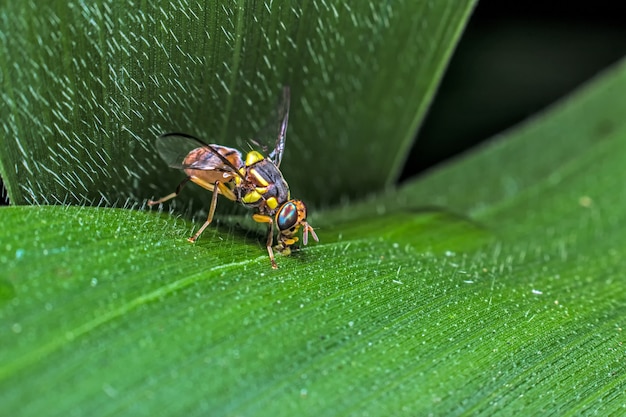 Foto nahaufnahme der fliege auf einem blatt