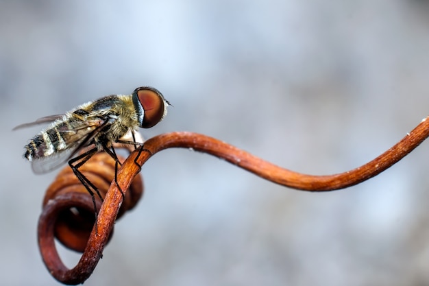 Foto nahaufnahme der fliege auf einem blatt