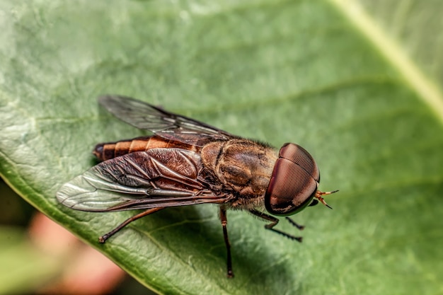 Nahaufnahme der Fliege auf einem Blatt