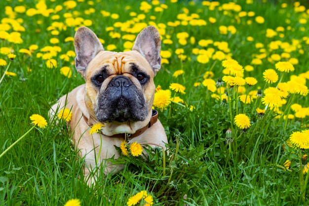 Nahaufnahme der französischen Bulldogge auf dem Hintergrund des gelben Löwenzahns